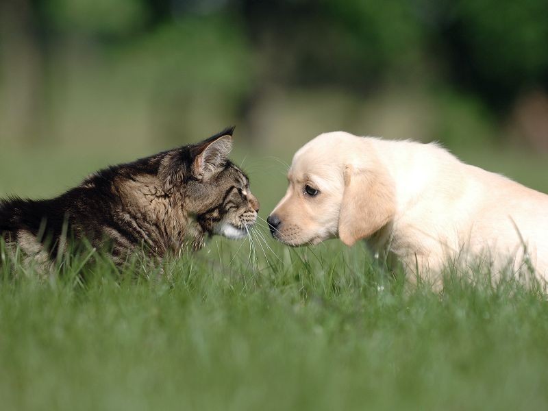 Quem é mais amoroso cães ou Gatos?