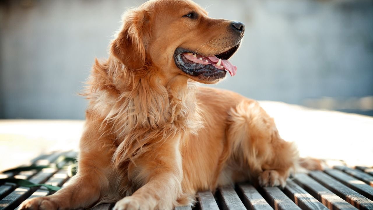 Golden Retriever: saiba tudo sobre esse cachorro tão especial
