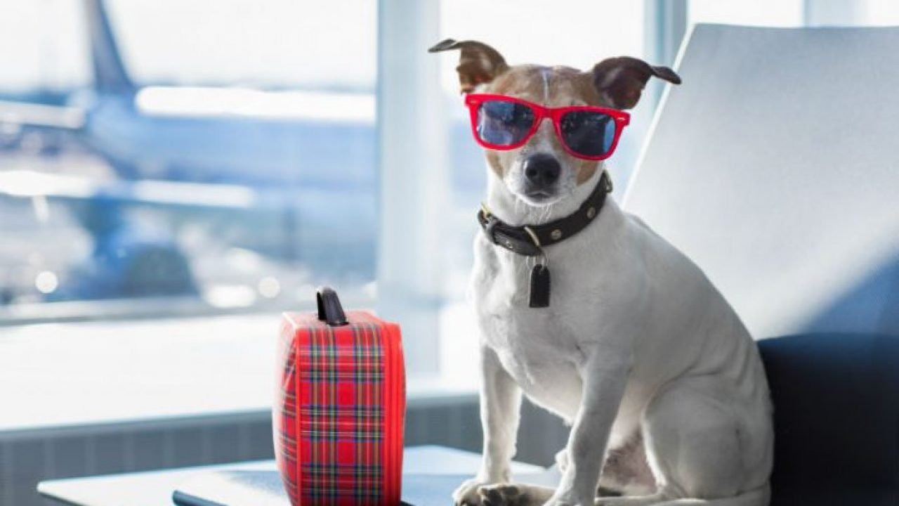 Companhia aérea começa a oferecer comida para cachorros no avião