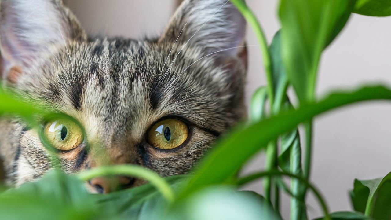 Quais as plantas tóxicas para cães e gatos que você deve evitar em casa?