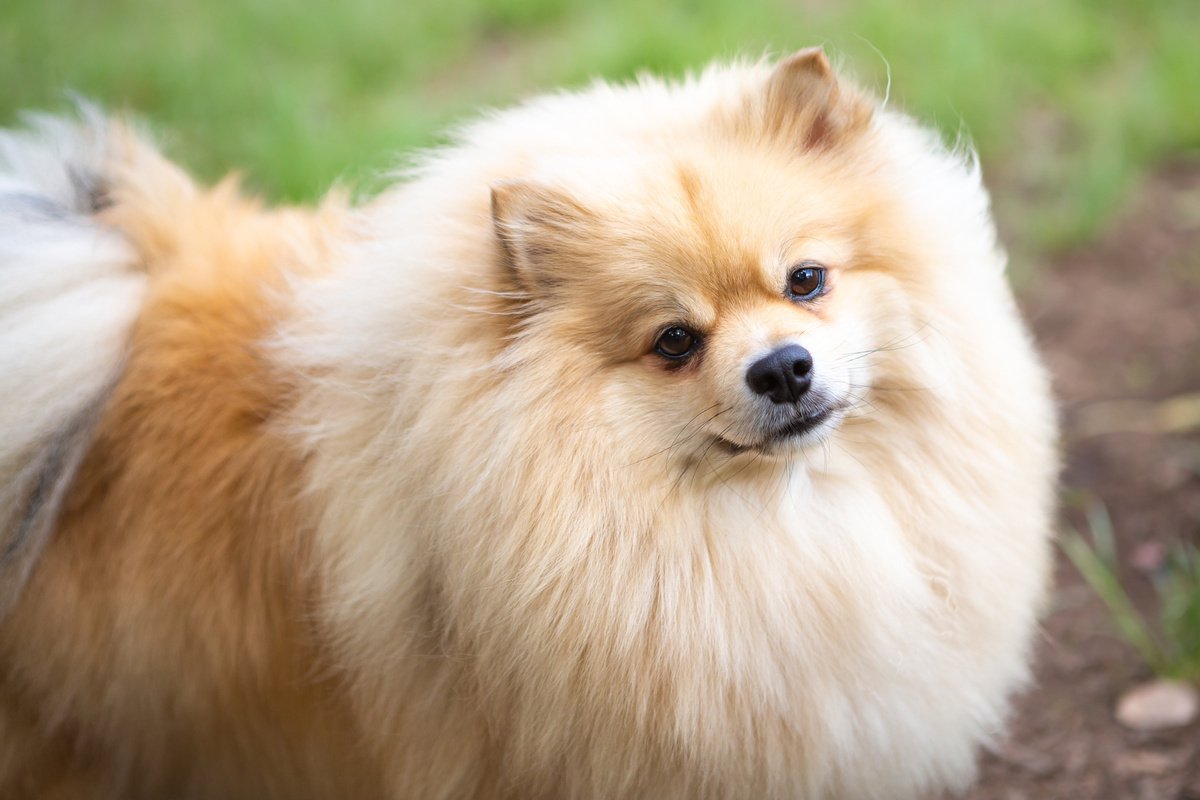 Saiba tudo sobre o Lulu da Pomerânia, o pet que vem chamando a atenção de muitas pessoas através do seu charme e beleza