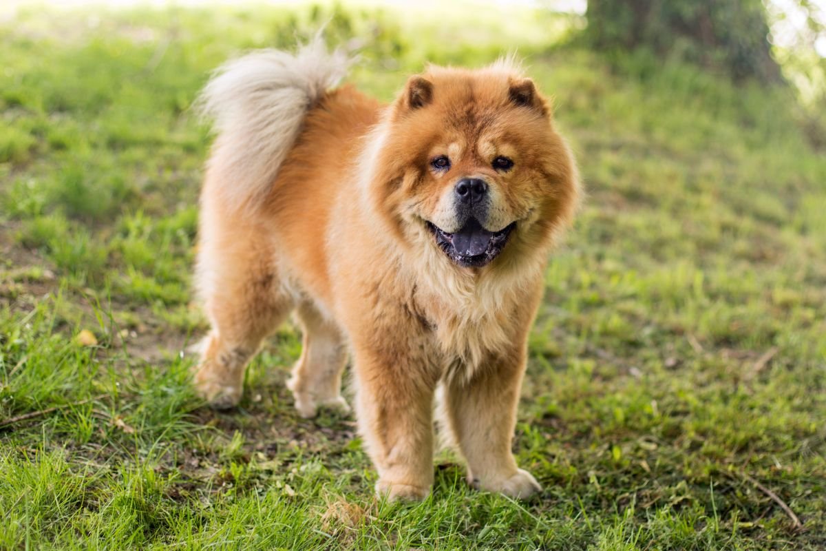 Saiba mais sobre o chow chow: Conheça o temperamento deste pet