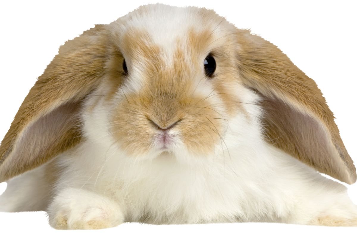 Motivos para ter um coelho como pet