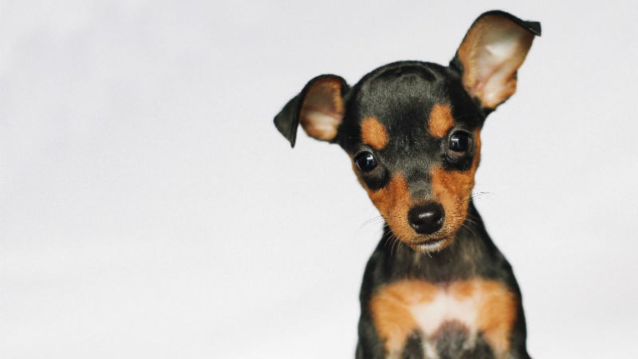 Pets pequenos: Conheça os tipos de pinscher