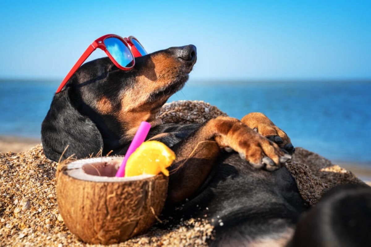 O verão pode ser traumático para os animais de estimação que não estão acostumados com o calor