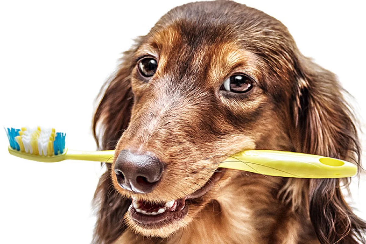 A higiene dental é muito importante para o bem-estar e a saúde dos cães, veja como ajudar seu pet