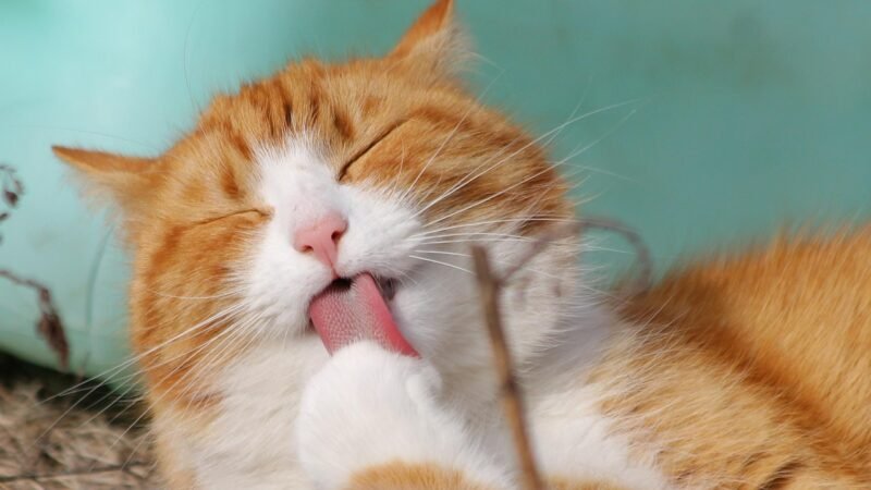 Brinquedos caseiros para estimular gatos