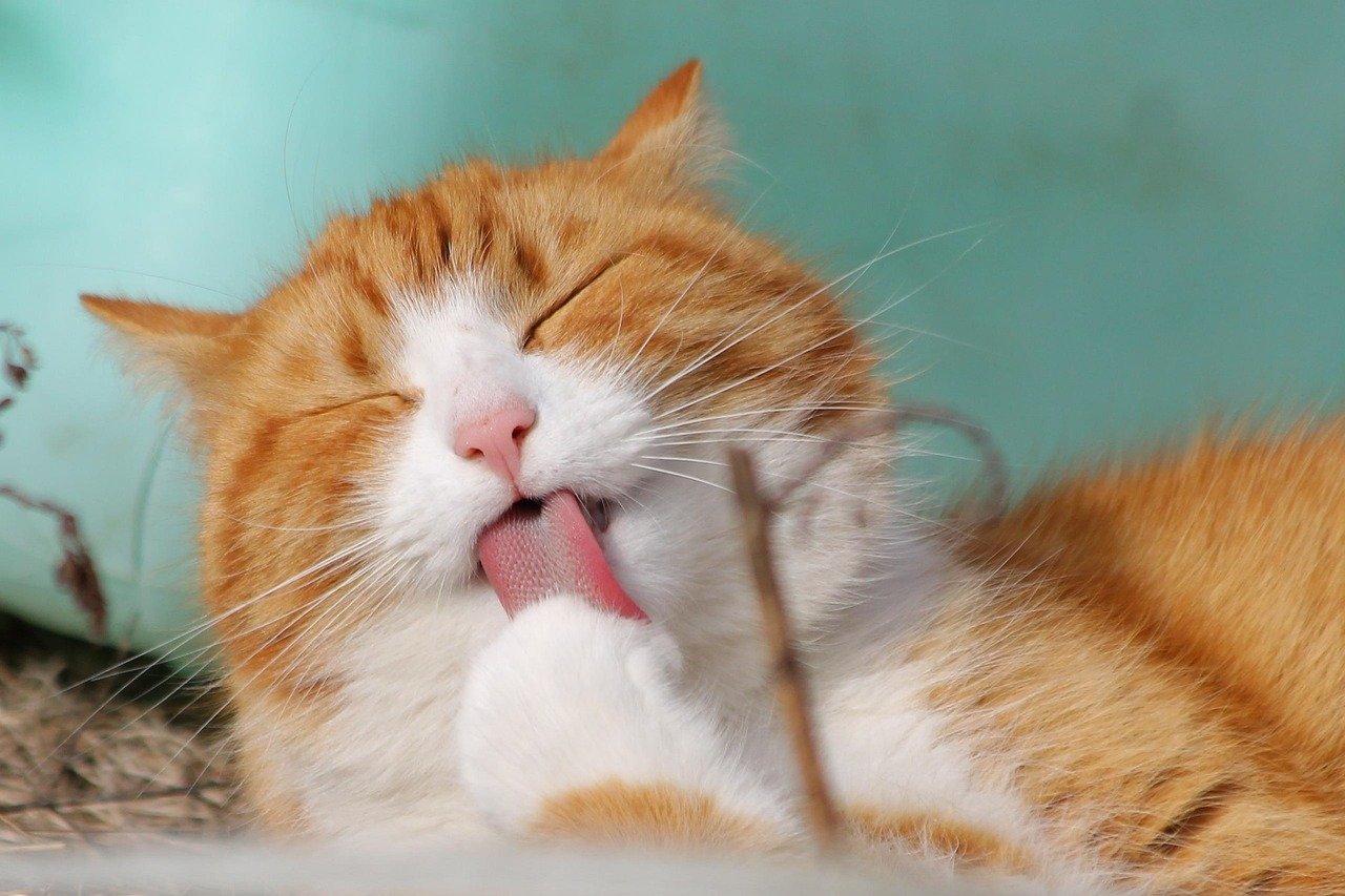 Brinquedos caseiros para estimular gatos