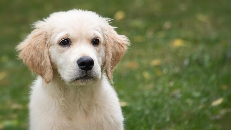 Como lidar com o cachorro que pula em cima das visitas