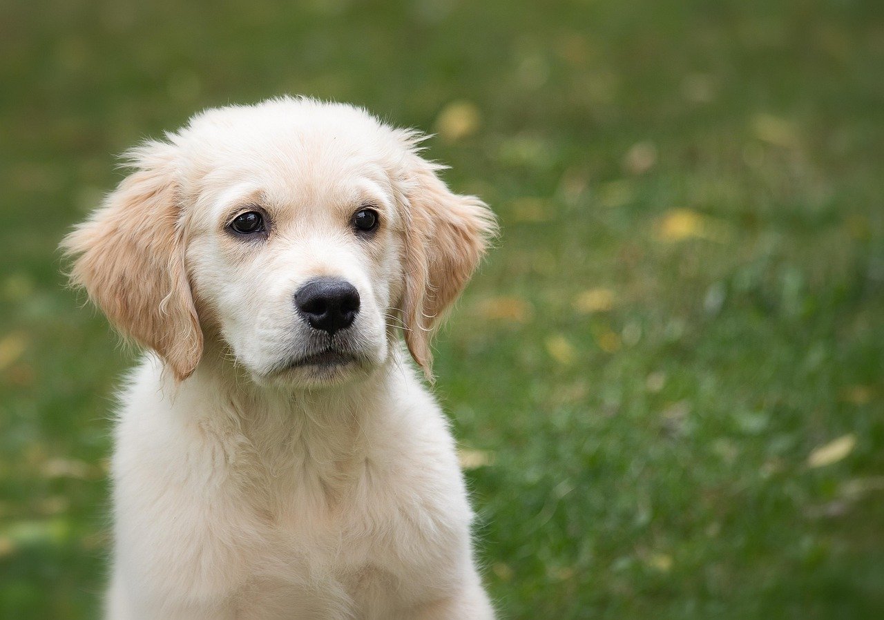 Como lidar com o cachorro que pula em cima das visitas