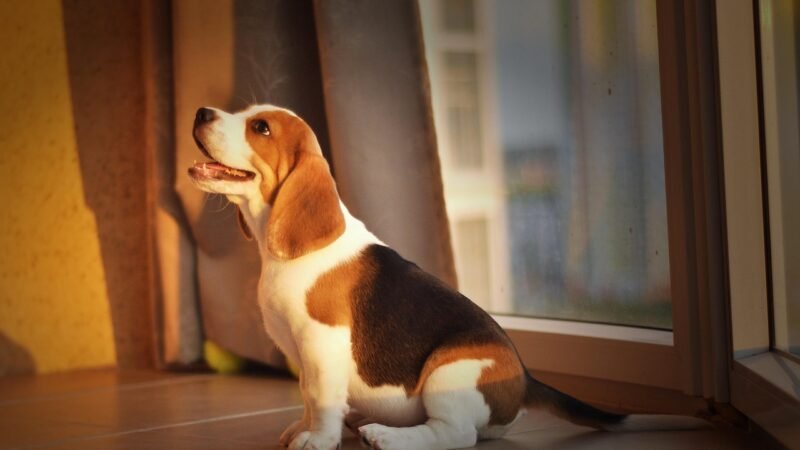Cão Salsicha ou Beagle: qual combina mais com você