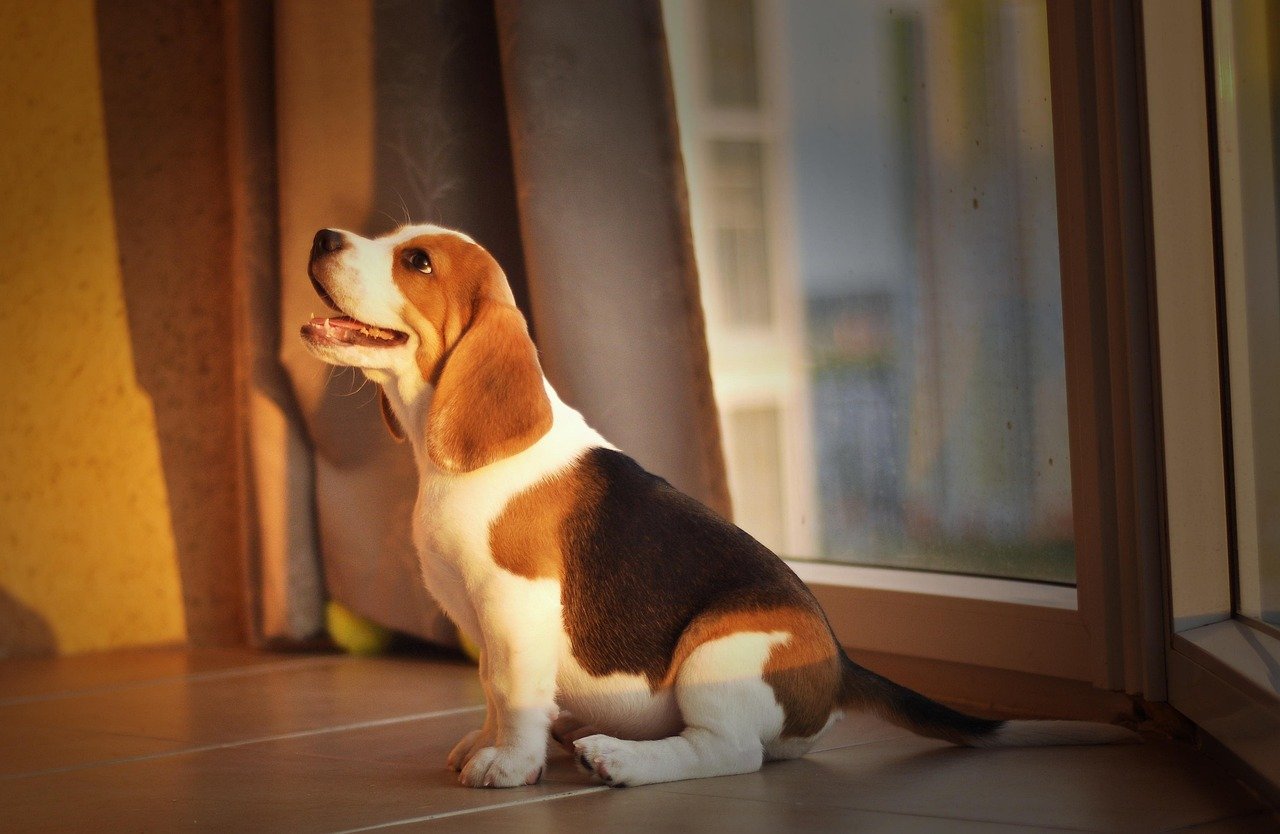 Cão Salsicha ou Beagle: qual combina mais com você