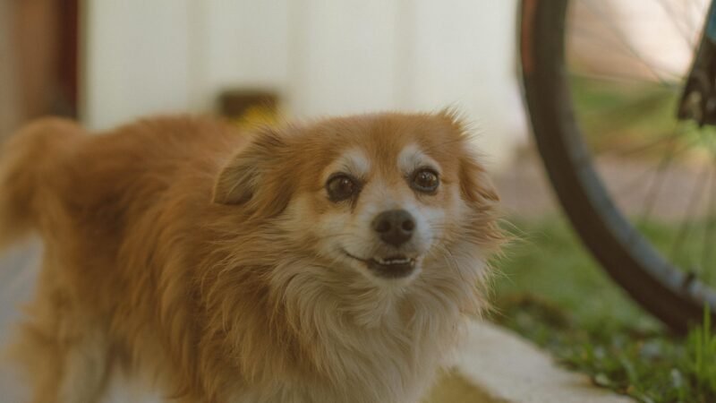 Como ensinar crianças a respeitar os limites do pet