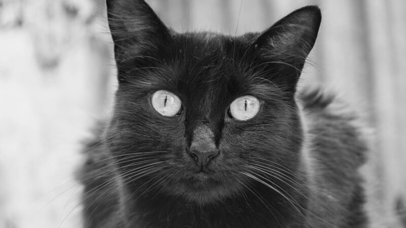Como introduzir um novo gato em casa com outro gato já residente