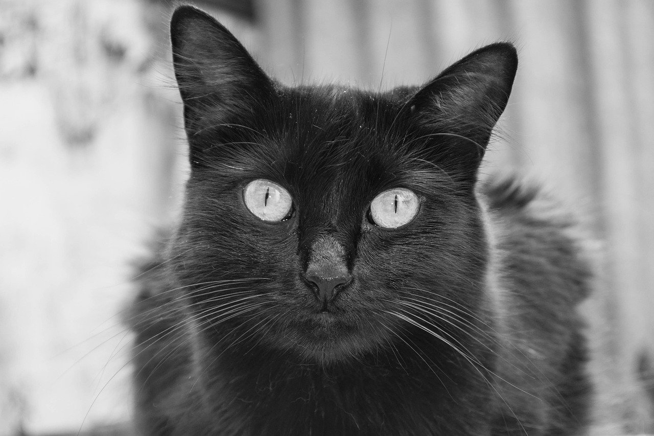 Como introduzir um novo gato em casa com outro gato já residente
