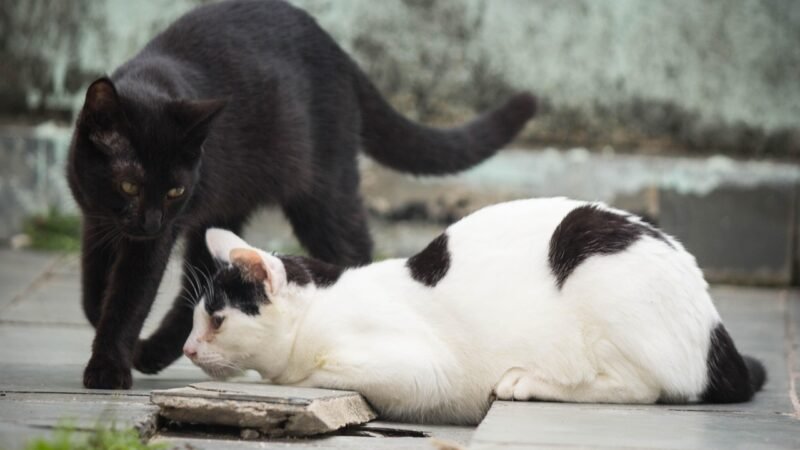 Gato indoor ou outdoor: prós e contras de cada estilo de vida