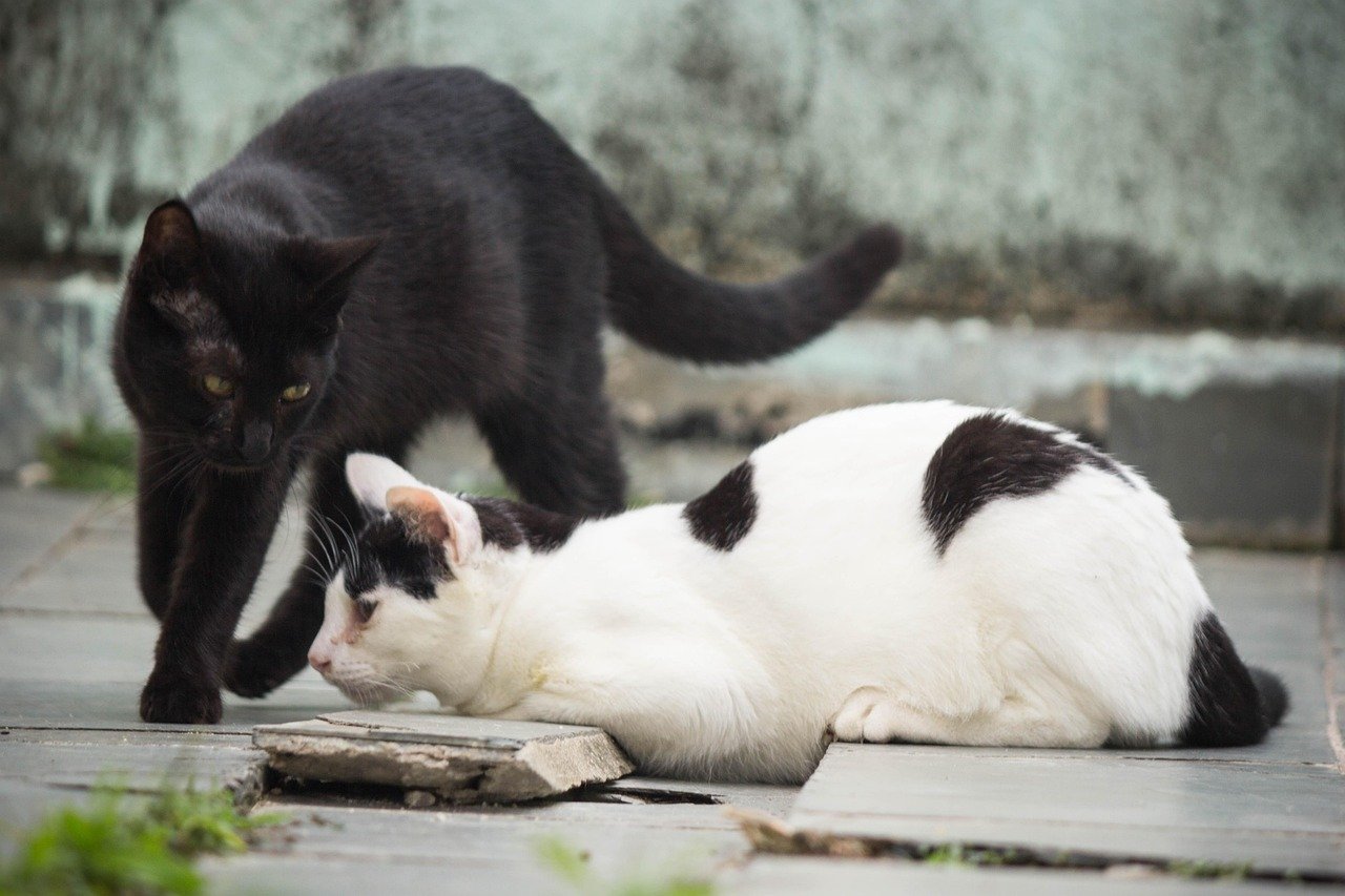 Gato indoor ou outdoor: prós e contras de cada estilo de vida