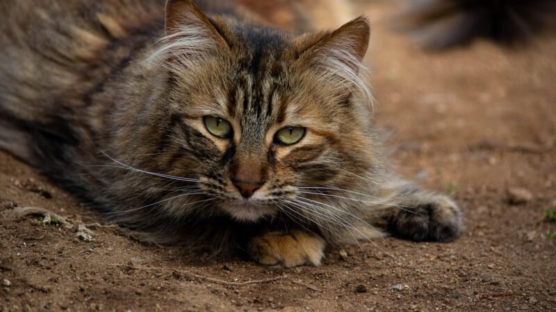 Linguagem corporal do gato: o que o rabo e as orelhas revelam