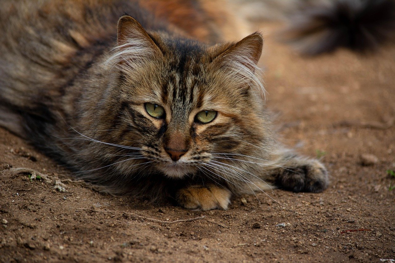 Linguagem corporal do gato: o que o rabo e as orelhas revelam