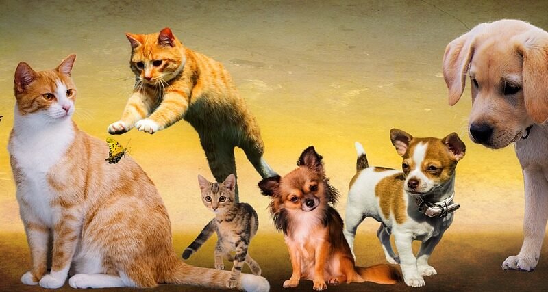 Cães e gatos podem ser amigos de verdade?