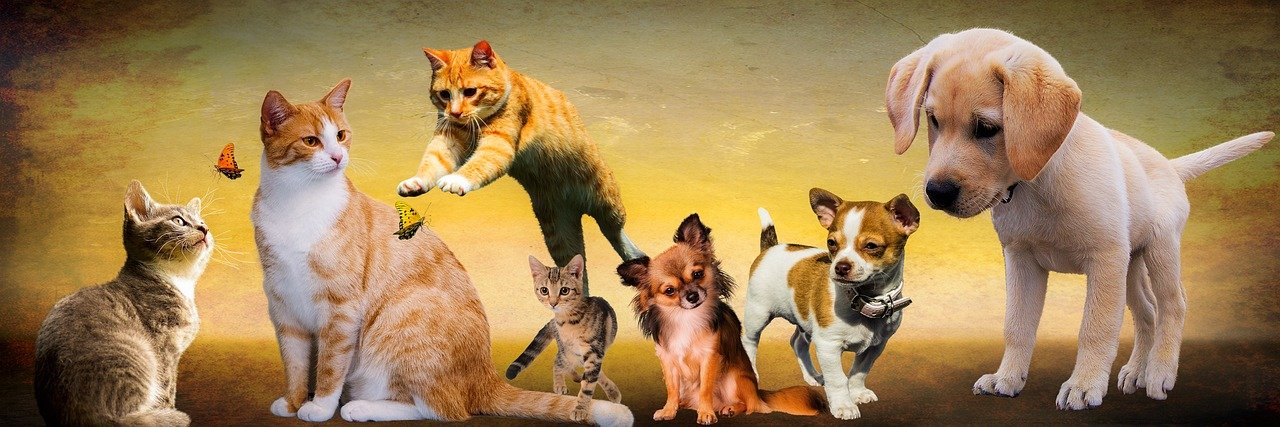 Cães e gatos podem ser amigos de verdade?