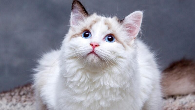 Gatos entendem quando falamos com eles?