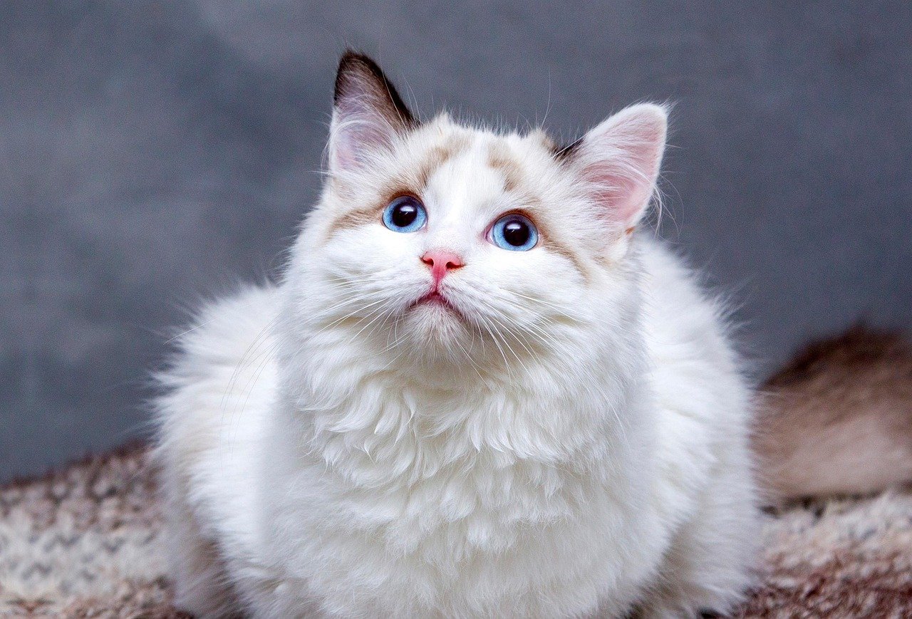Gatos entendem quando falamos com eles?