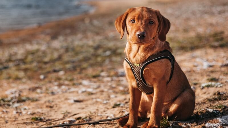 Labrador Retriever: características e temperamento