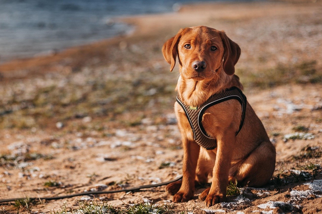 Labrador Retriever: características e temperamento