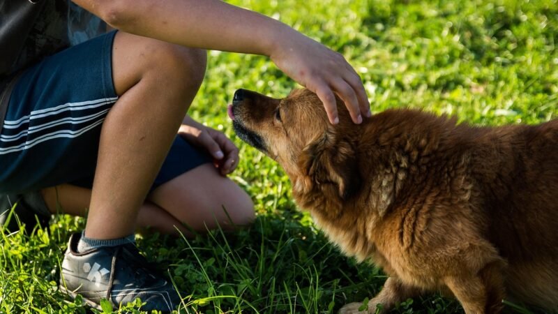 Pets terapeutas: como animais ajudam em tratamentos de saúde