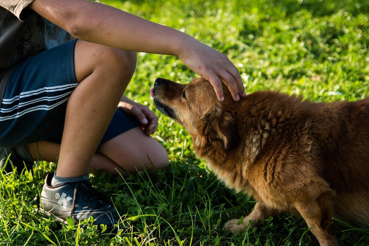 Pets terapeutas: como animais ajudam em tratamentos de saúde