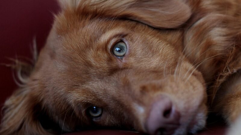Ensinando o cão a ficar sozinho sem ansiedade de separação