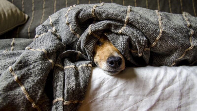 Primeiros socorros para pets: o que ter em casa