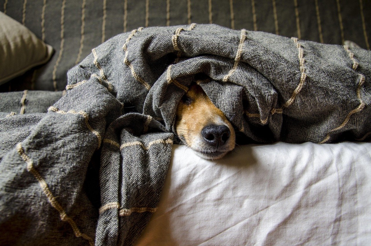 Primeiros socorros para pets: o que ter em casa