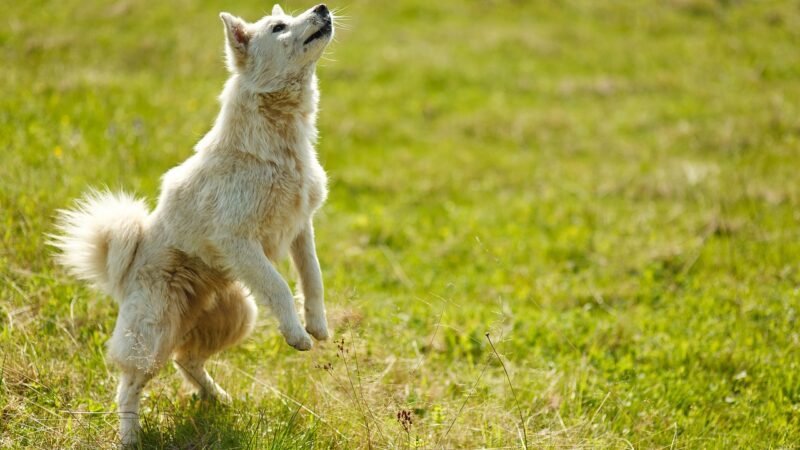 Cuidados com pets recém-adotados nas primeiras semanas