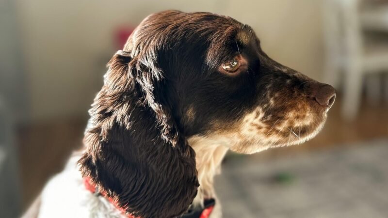 Vira-lata caramelo: o cão símbolo do Brasil