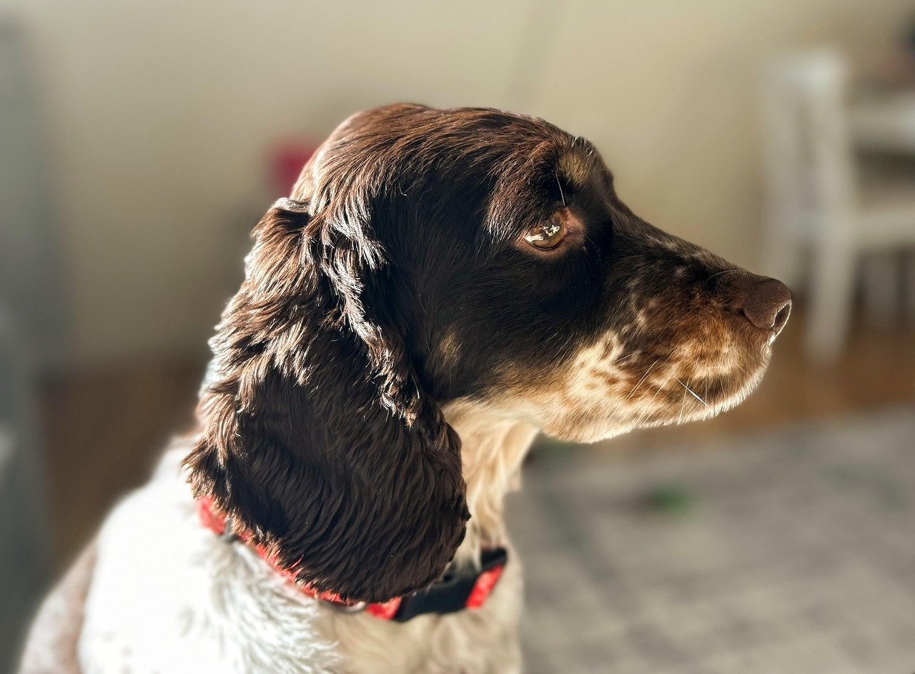 Vira-lata caramelo: o cão símbolo do Brasil