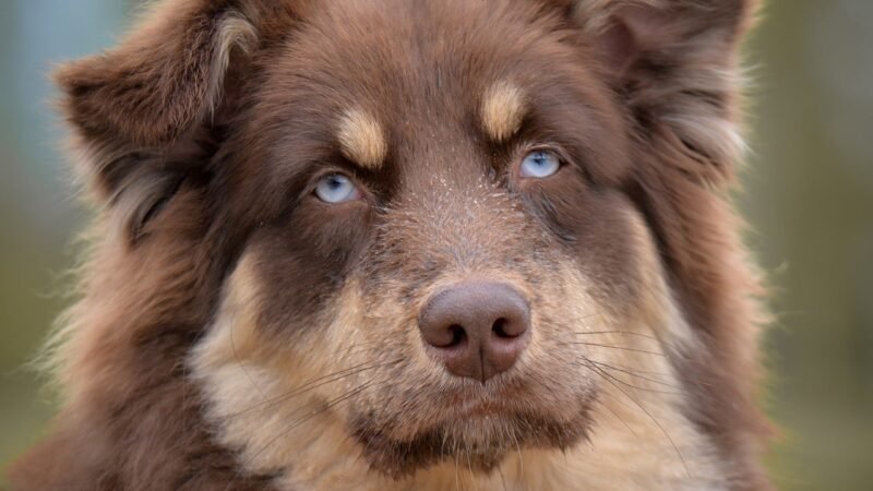 Como ensinar o cão a não latir excessivamente