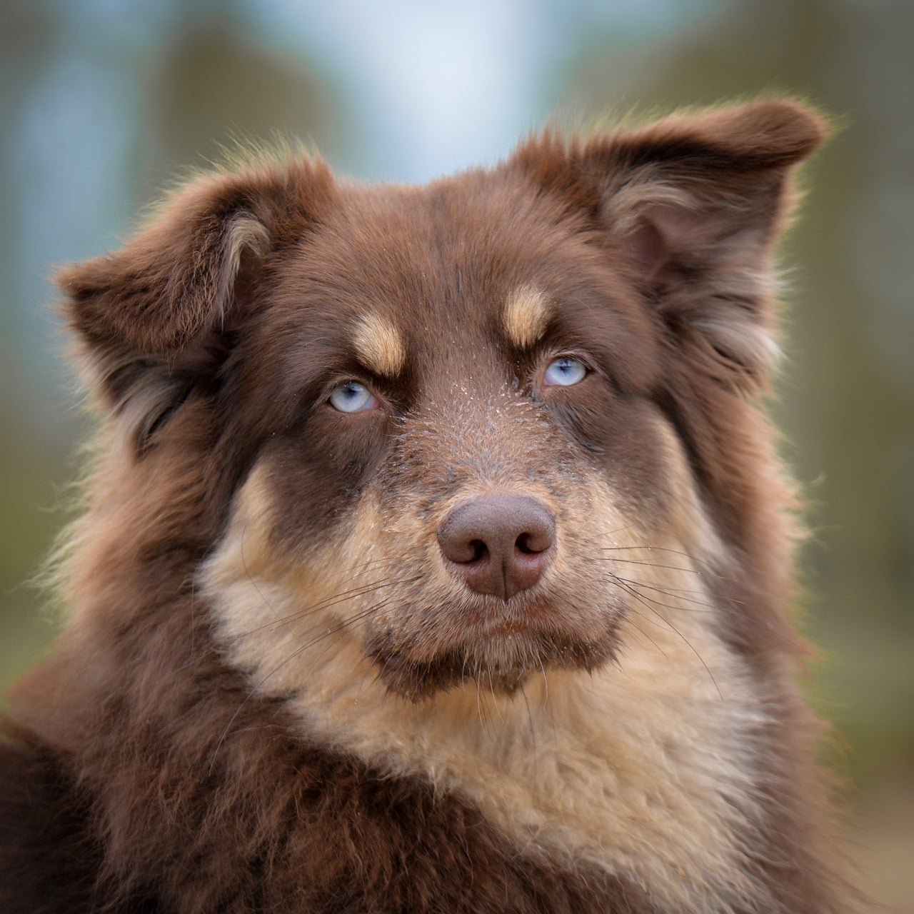 Como ensinar o cão a não latir excessivamente