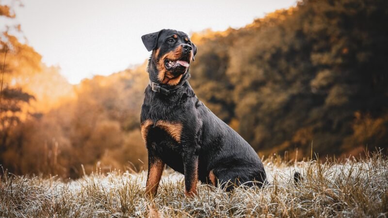 Rottweiler: desmistificando a fama da raça