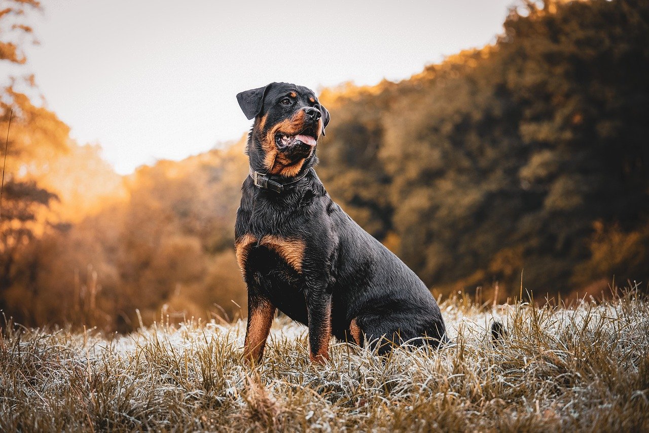 Rottweiler: desmistificando a fama da raça
