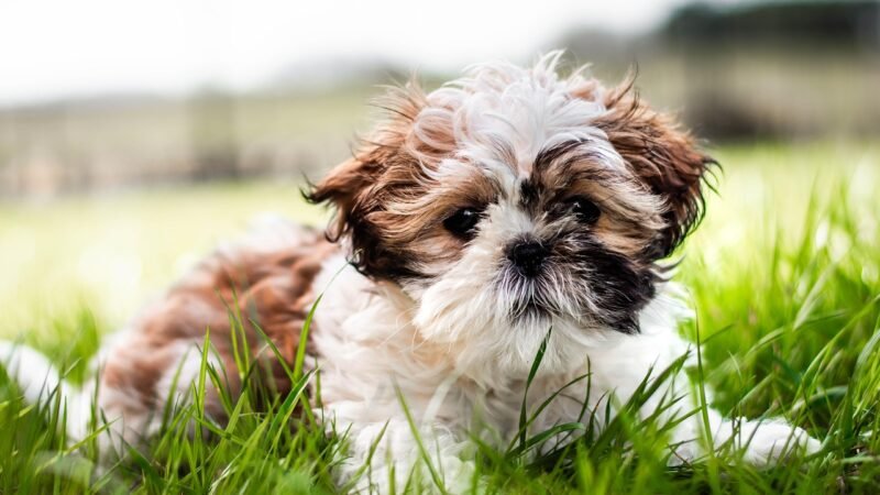 Shih Tzu: cuidados especiais com essa raça