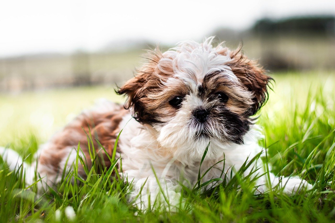 Shih Tzu: cuidados especiais com essa raça